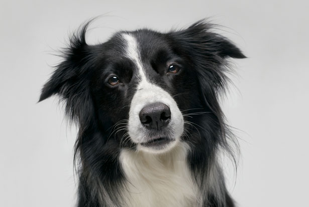 https://straightfromthedogsmouth.files.wordpress.com/2011/08/dog_border-collie.jpg